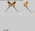 Copiopteryx semiramis semiramis (Cramer, 1775)