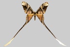 <!--hidden-->Copiopteryx semiramis semiramis (Cramer, 1775