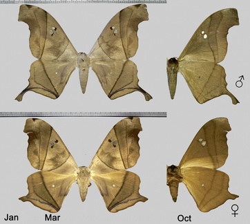 Dysdaemonia boreas (Cramer, 1775)