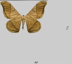 Grammopelta lineata (Schaus, 1906)