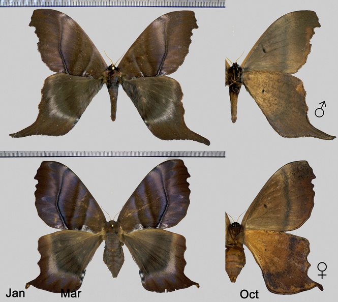 Paradaemonia platydesmia (Rothschild, 1907)