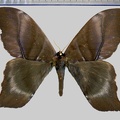 <!--hidden-->Paradaemonia platydesmia (Rothschild, 1907)