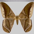<!--hidden-->Rhescyntis hippodamia hippodamia (Cramer, 1777)