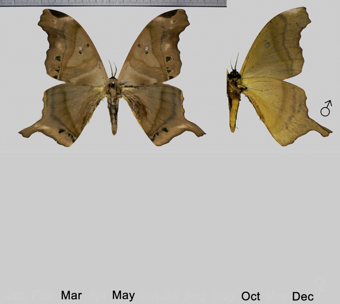 Titaea tamerlan amazonensis Lemaire, 1980