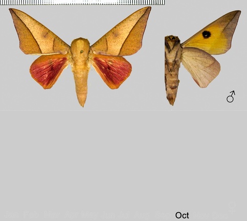 Adeloneivaia catoxantha (Rothschild, 1907)