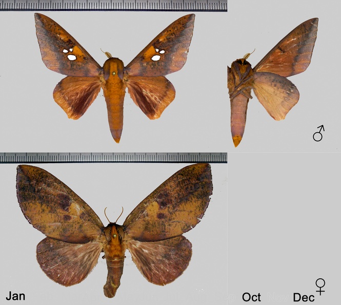 Adelowalkeria plateada (Schaus, 1905)