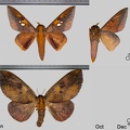Adelowalkeria plateada (Schaus, 1905)