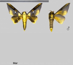 Adelowalkeria eugenia (Druce, 1904)