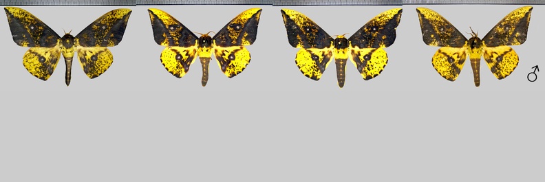 Eacles guianensis Schaus, 1905-variations