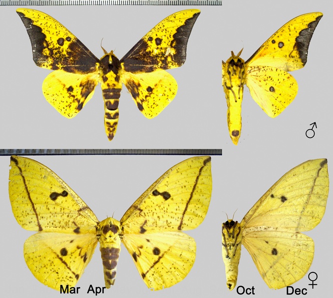 Eacles imperialis cacicus (Boisduval, 1868)