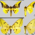 Eacles imperialis cacicus (Boisduval, 1868)