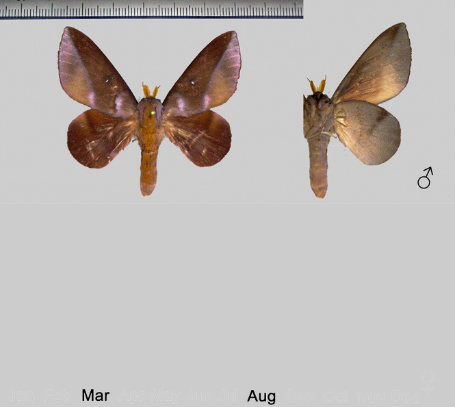 Othorene purpurascens (Schaus, 1905).jpg