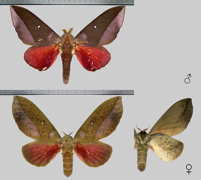 Othorene hodeva (Druce, 1904)