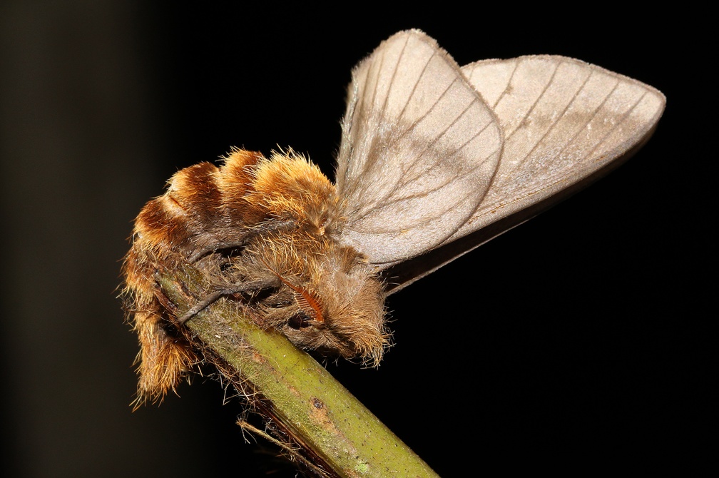 Ptiloscola photophila (Rothschild, 1907)-In natura-2