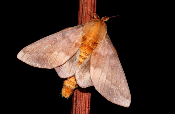 Ptiloscola photophila (Rothschild, 1907)-In natura-3