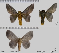 Ptiloscola photophila (Rothschild, 1907)