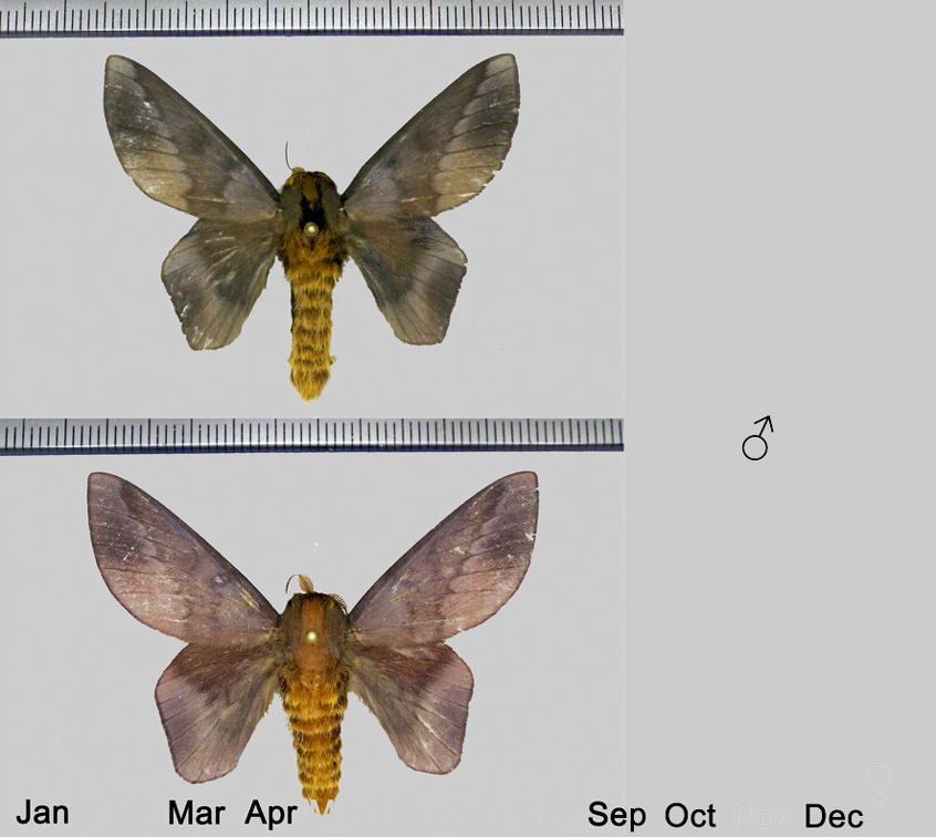 Ptiloscola photophila (Rothschild, 1907)-variations