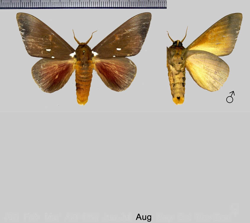 Schausiella subochreata (Schaus, 1904)