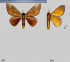 Schausiella polybia (Stoll, 1781)