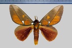 <!--hidden-->Schausiella polybia (Stoll, 1781)-Piste de Kaw