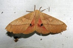 Syssphinx molina (Cramer, 1780)-In natura