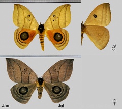 Automeris curvilinea Schaus, 1906