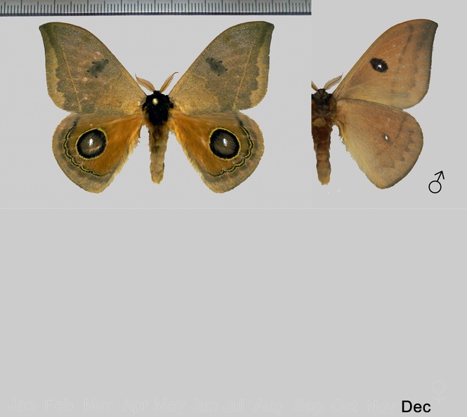 Automeris godartii (Boisduval, 1875)