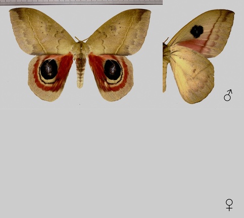 Automeris janus (Cramer, 1775)-Variations