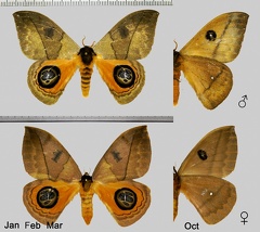 Automeris liberia (Cramer, 1779)