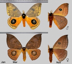 Automeris moresca Schaus, 1906