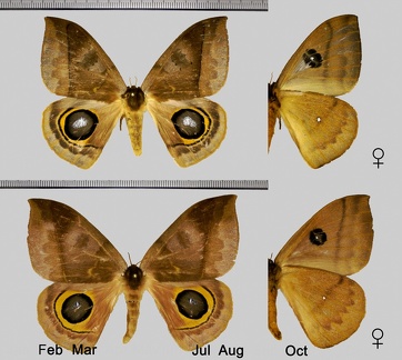 Automeris orestes (Boisduval, 1875)-F