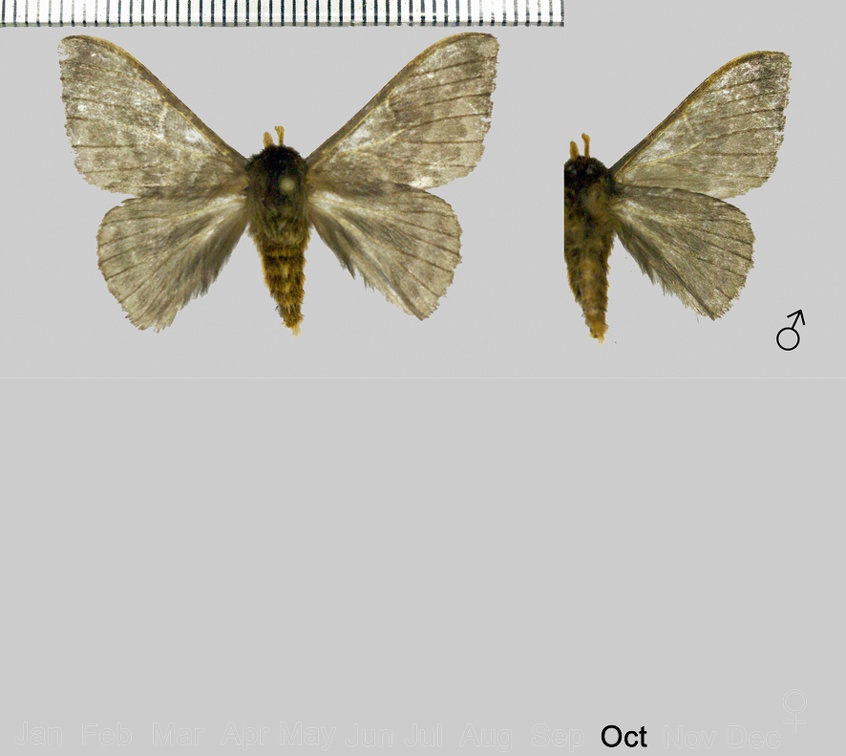 Hylesia cedomnibus Dyar, 1913