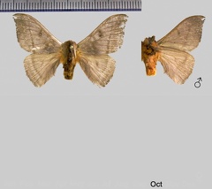 Hylesia indurata Dyar, 1910