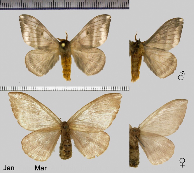 Hylesia metabus (Cramer, 1775).jpg