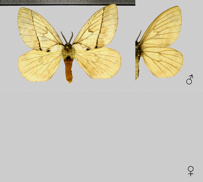 Pseudodirphia obguayana Brechlin & Meister, 2011.jpg