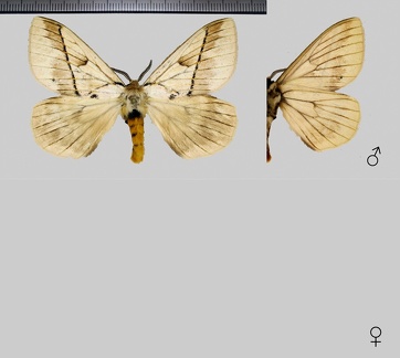 Pseudodirphia obliqua (Bouvier, 1924)
