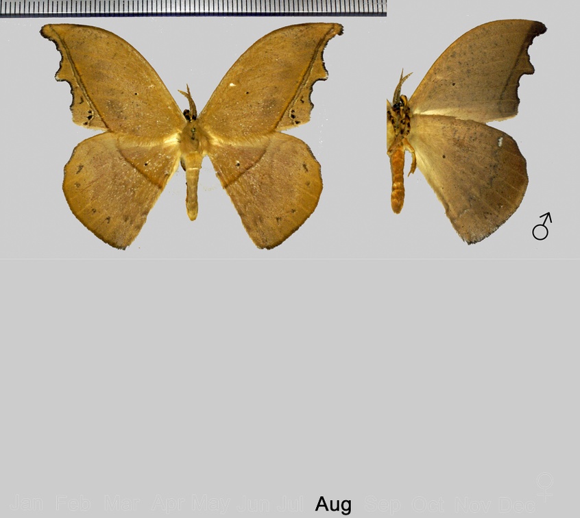 Oxytenis mirabilis (Cramer, 1780)