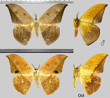 Oxytenis modestia (Cramer, 1780)