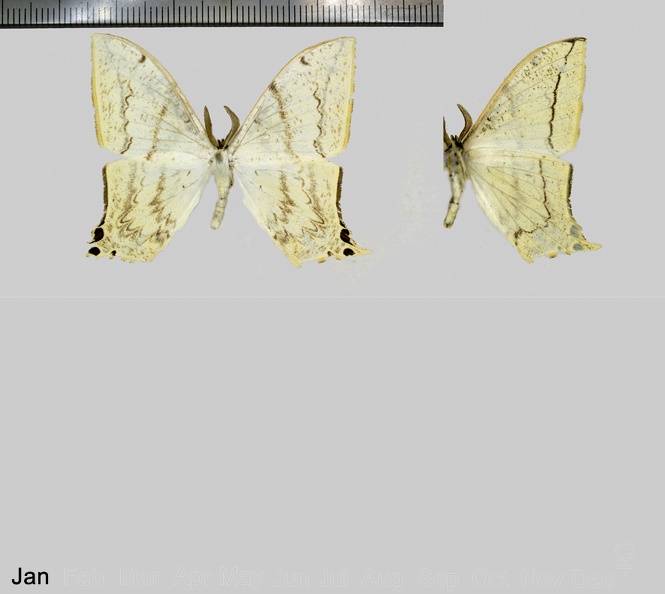 Therinia lactucina (Cramer, 1780).jpg