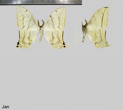 Therinia lactucina (Cramer, 1780)