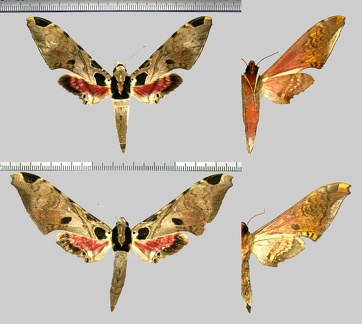 Adhemarius palmeri (Boisduval, 1874)-Variations