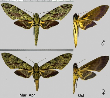 Amphimoea walkeri (Boisduval, 1874)