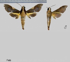 Callionima nomius (Walker, 1856)