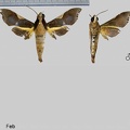 Callionima nomius (Walker, 1856)