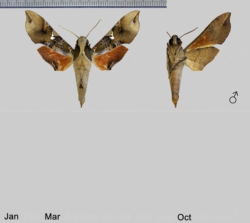 Callionima parce (Fabricius, 1775)