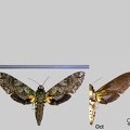 Cocytius duponchel (Poey, 1832)