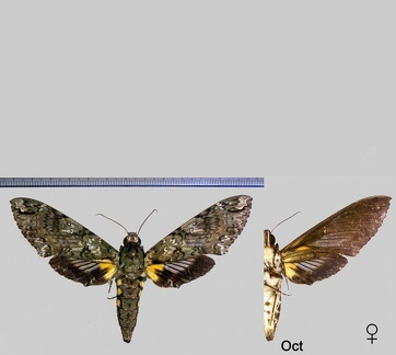 Cocytius duponchel (Poey, 1832)