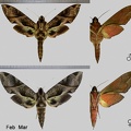 Eumorpha anchemolus (Cramer, 1779)