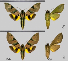 Eumorpha capronnieri (Boisduval, 1874)