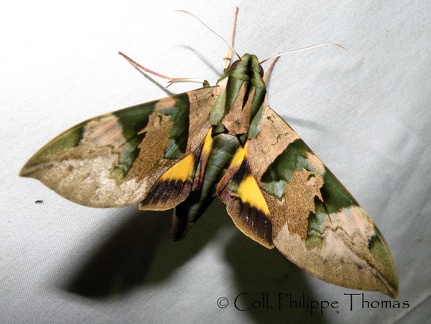 Eumorpha capronnieri (Boisduval, 1874)-In natura